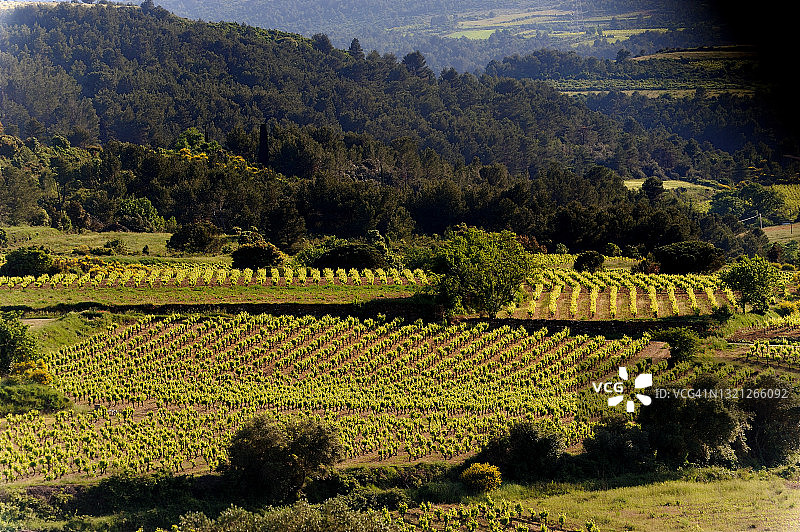 卡布雷里丝圣洛朗镇周围的葡萄园图片素材