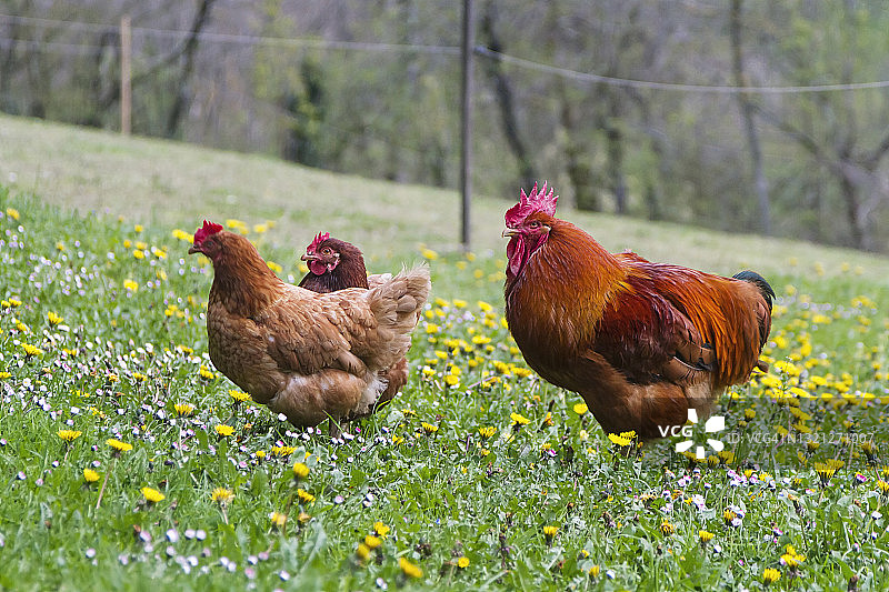 农场里的一只母鸡和一只公鸡图片素材