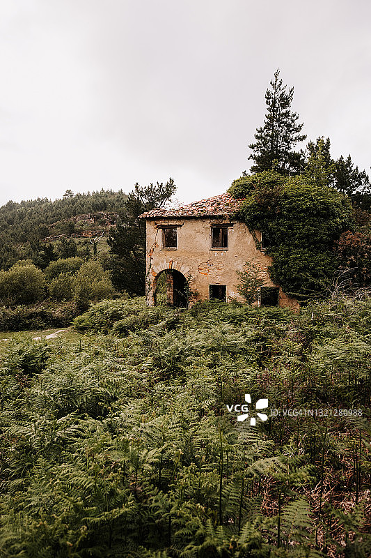 田野中间的蕨类植物和废弃房屋图片素材