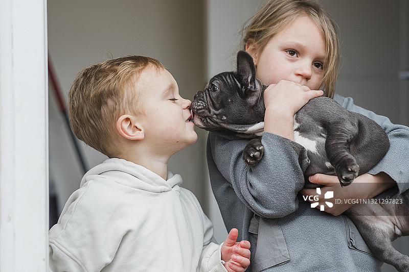 可爱小狗图片素材