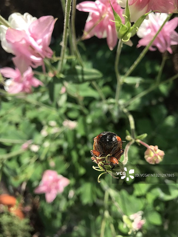 clinging to a Columbine Flower Stem的X代蝉，17年蝉，周期蝉图片素材