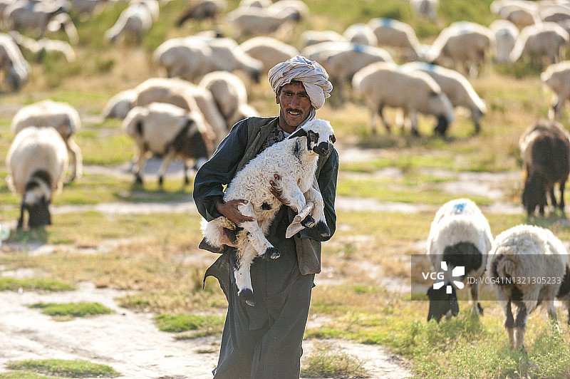 一位普什图游牧民在阿富汗赫拉特附近将一只小羊羔背回羊群图片素材