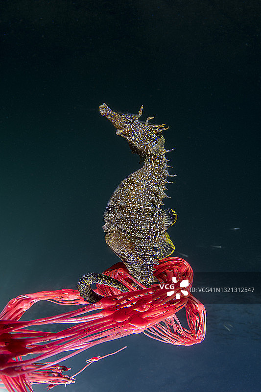 被困在塑料网中的海马图片素材