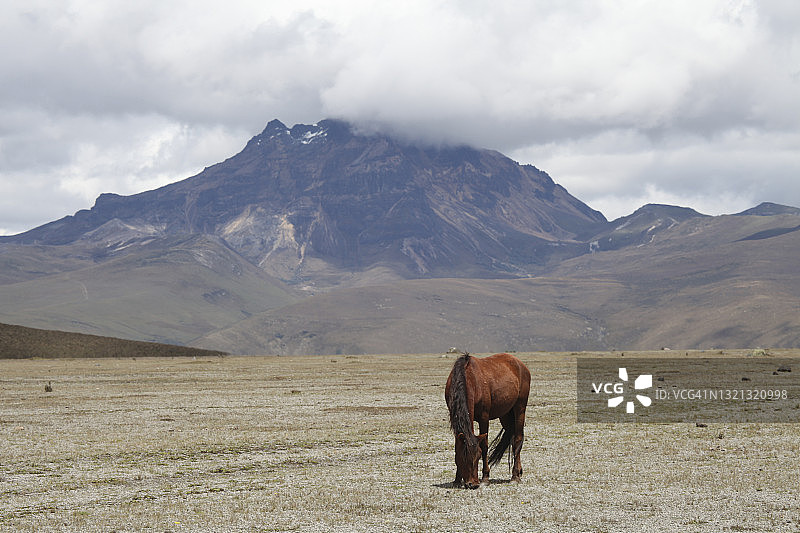 科托帕希国家公园里吃草的马图片素材
