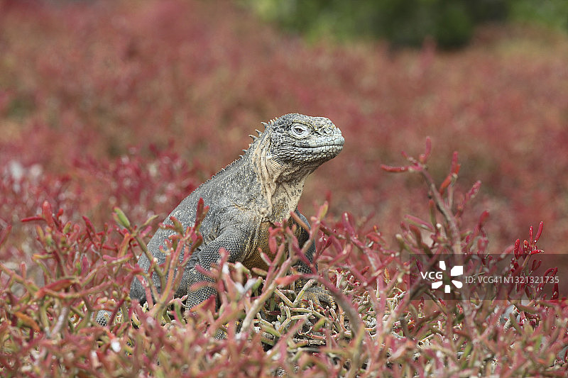 植物上的加拉帕戈斯陆鬣蜥图片素材