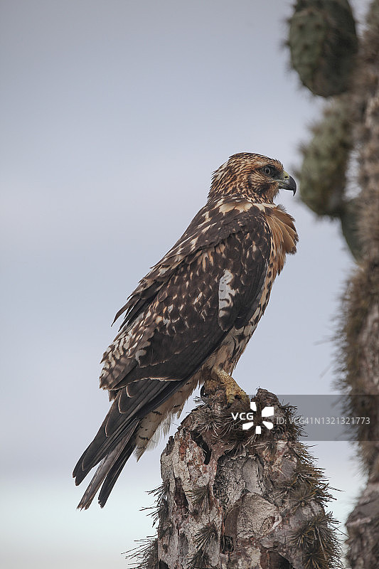 加拉帕戈斯鹰特写图片素材