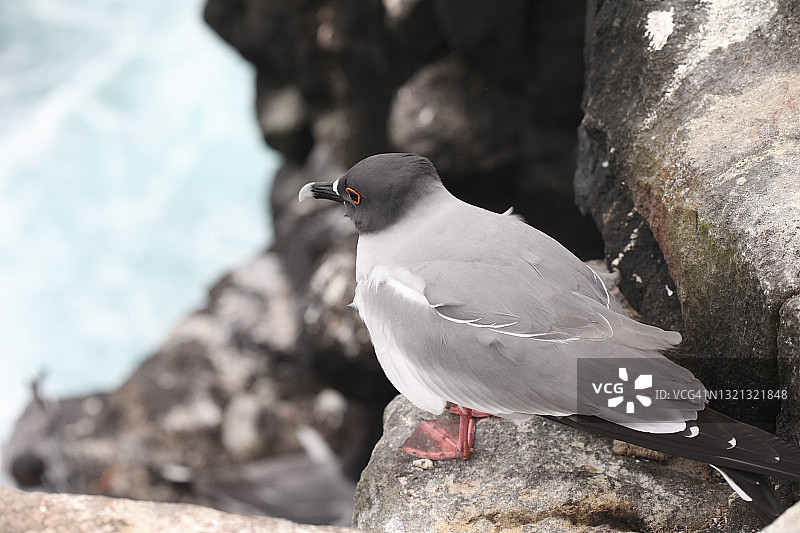 岩石上的燕尾鸥图片素材