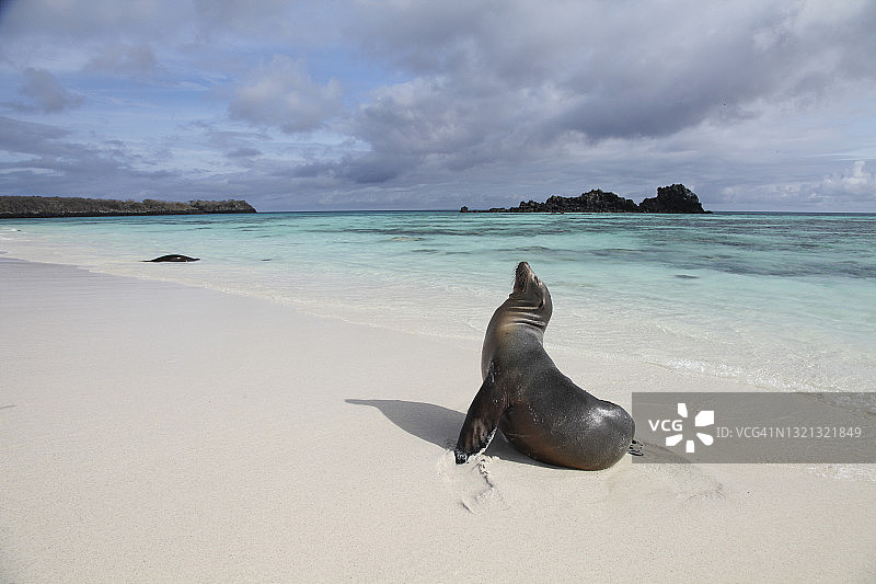 沙滩上的加拉帕戈斯海狮图片素材