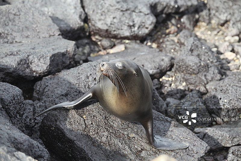 岩石上的加拉帕戈斯海狮幼崽图片素材