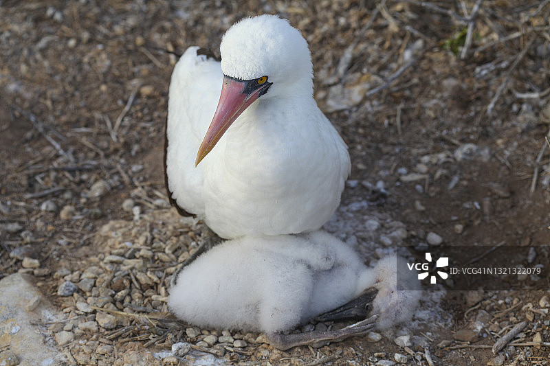 岩石上的雌性纳斯卡鲣鸟图片素材
