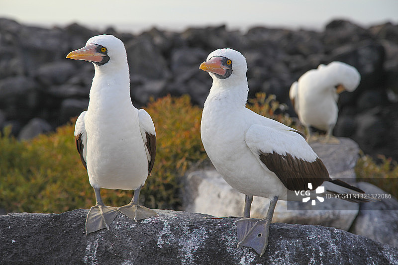 纳斯卡鲣鸟在岩石上图片素材