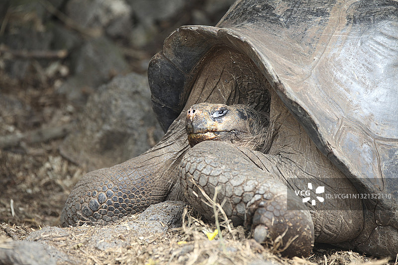 查尔斯·达尔文基金会的巨型加拉帕戈斯龟图片素材