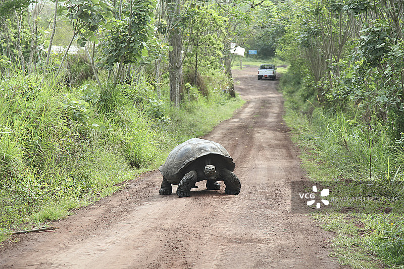 查尔斯·达尔文基金会的巨型加拉帕戈斯龟图片素材