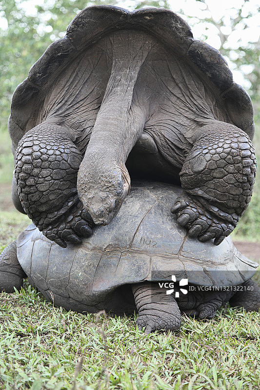 巨型加拉帕戈斯象龟交配图片素材