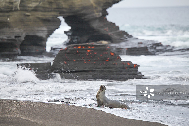 沙滩上的加拉帕戈斯海狮和红色螃蟹图片素材
