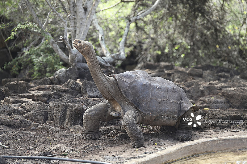 查尔斯·达尔文基金会的巨型加拉帕戈斯龟图片素材