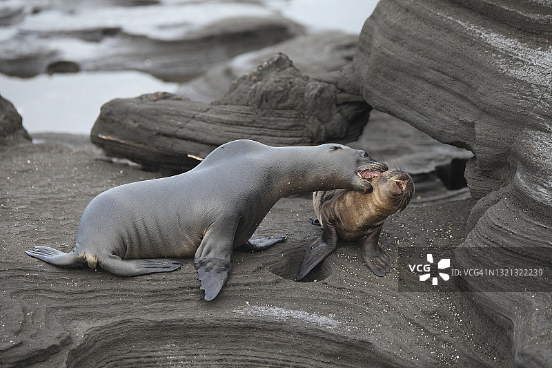 岩石上的加拉帕戈斯毛皮海狮与幼崽图片素材