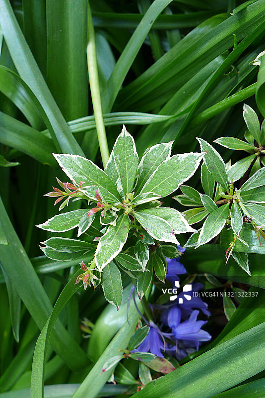 小树和日本吊钟花景色图片素材