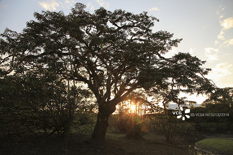 日落时森林的风景图片素材