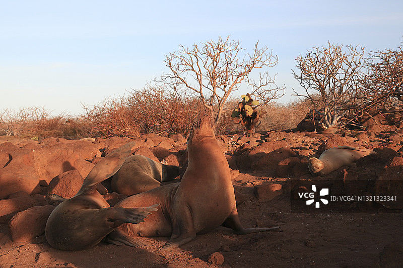 一组加拉帕戈斯海狮躺在一起图片素材