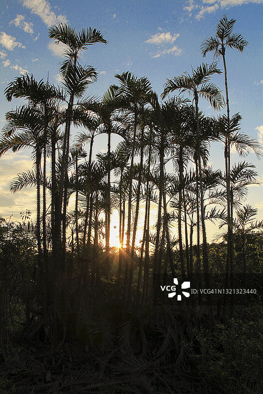 日落时森林的风景图片素材