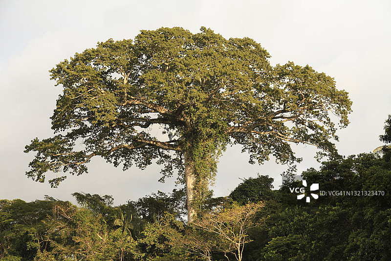 木棉树景观图片素材