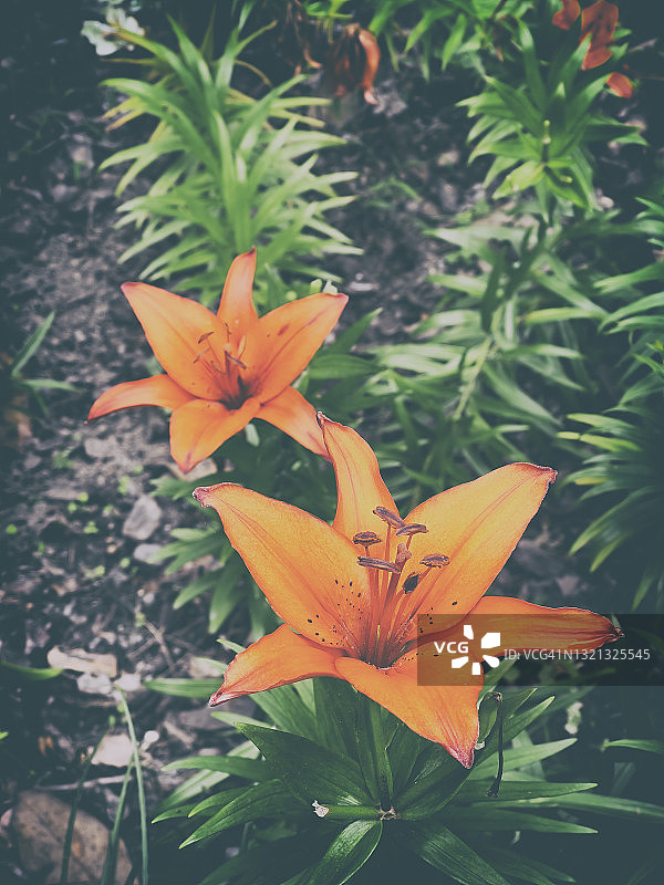 公园里的红色百合花图片素材