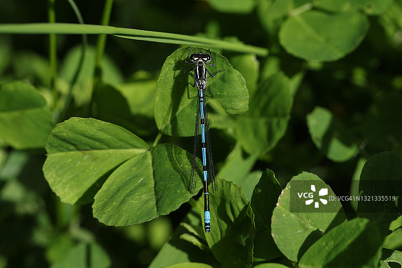 一只停留在三叶草叶子上的豆娘图片素材