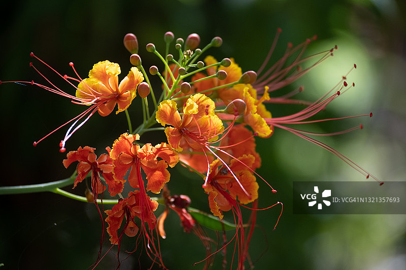 红艳（Pride of Barbados flower）图片素材