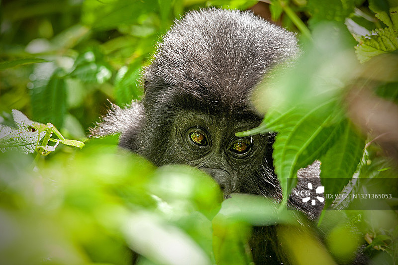 幼年山地大猩猩（Gorilla beringei beringei）的眼睛特写图片素材