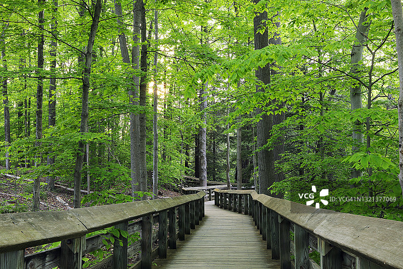 库亚霍加谷森林小径图片素材