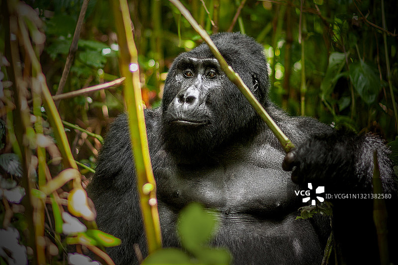 植被中觅食的银背山地大猩猩特写图片素材