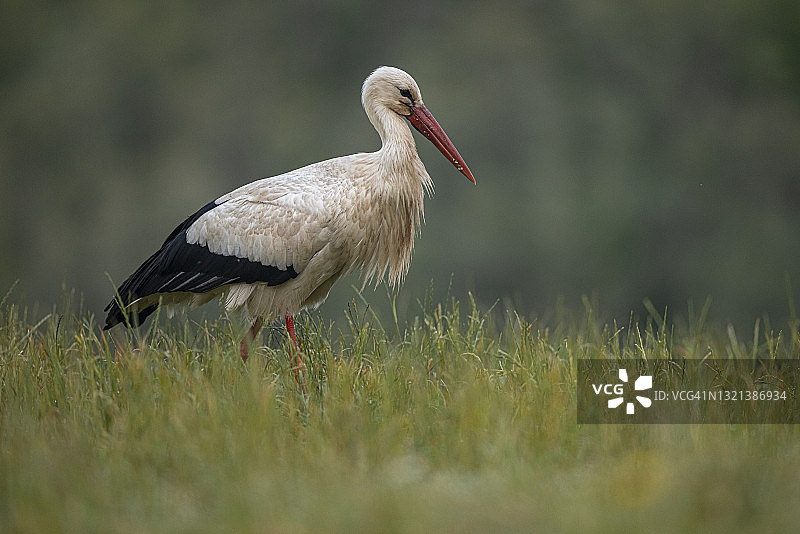 田野上的白鹳肖像图片素材