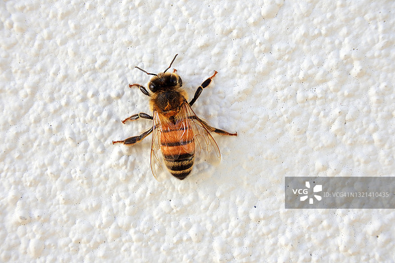 蜜蜂停留在白色墙壁上图片素材