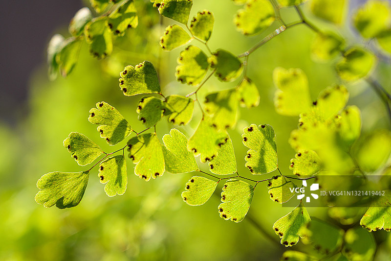 扇叶铁线蕨图片素材