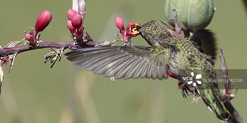 让我们进去看看图片素材