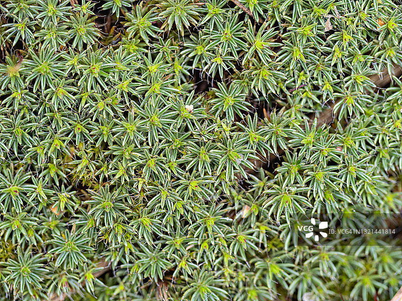 苔藓的绿色纹理特写。星形叶子的全图图片素材