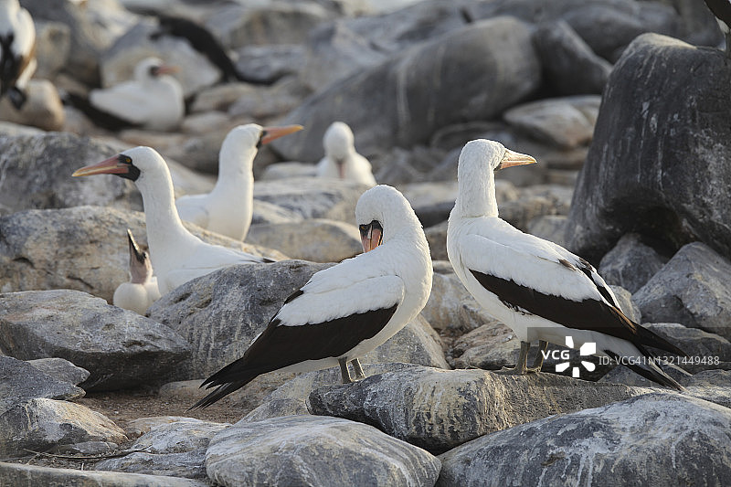 岩石上的纳斯卡鲣鸟图片素材