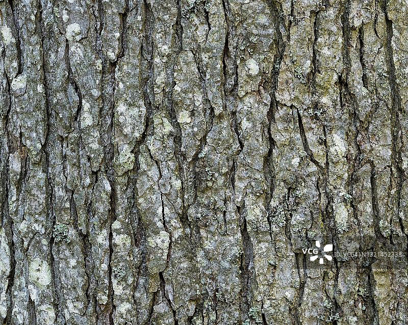 银冷杉树皮，德国巴伐利亚森林国家公园图片素材