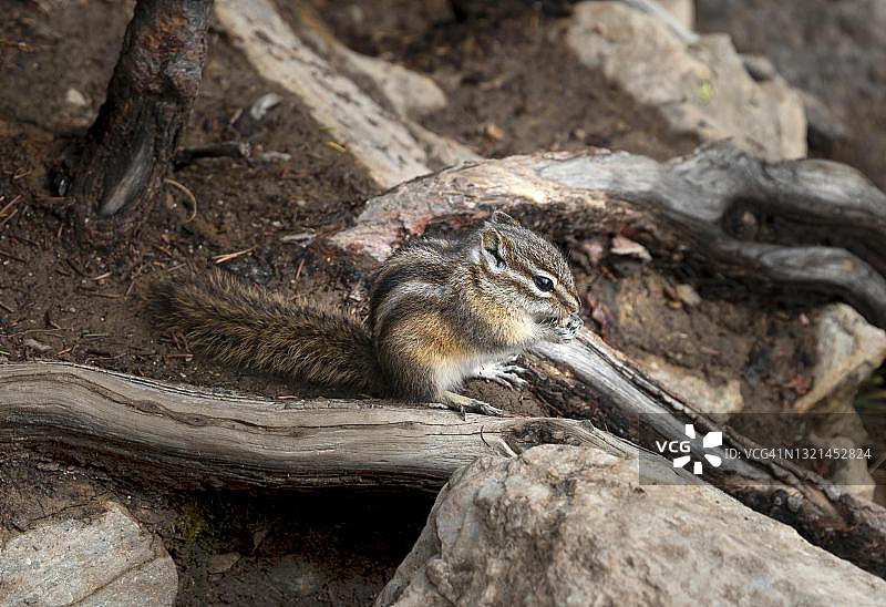 坐在树根上吃东西的花栗鼠，加拿大艾伯塔省班夫国家公园图片素材