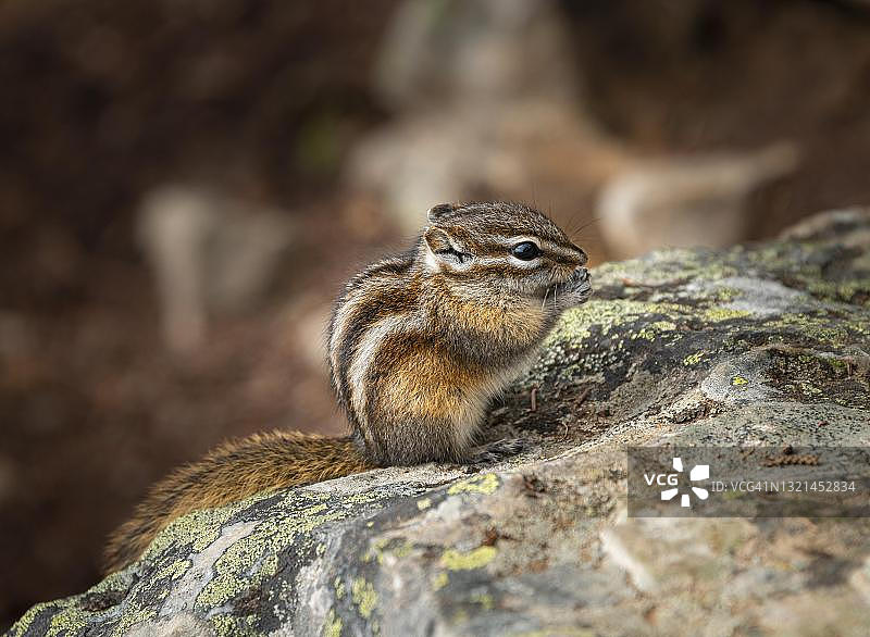 原松鼠（小条纹花栗鼠）在班夫国家公园的岩石上吃东西图片素材