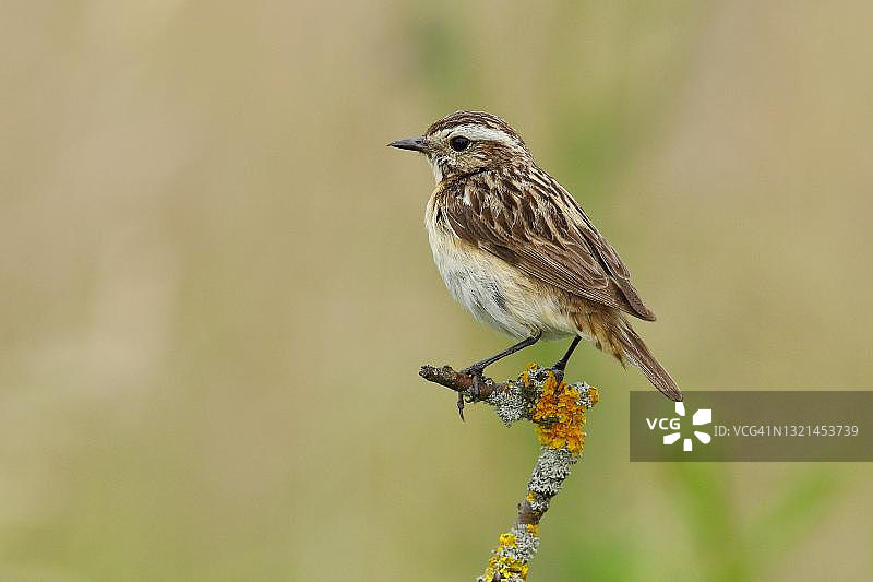 德国北莱茵-威斯特法伦州栖息在树枝上的雌性石鸡图片素材