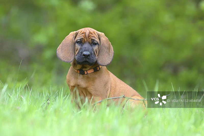 汉诺威血犬（Canis lupus familiaris），9周大的小狗，锡格尔兰，北莱茵-威斯特法伦州，德国图片素材
