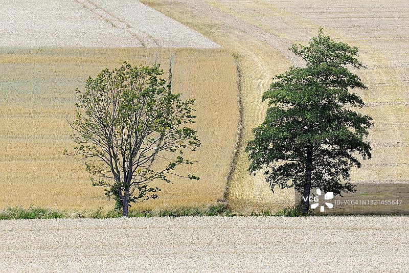 德国北莱茵-威斯特法伦州，等待收割的谷物田中落叶树图片素材
