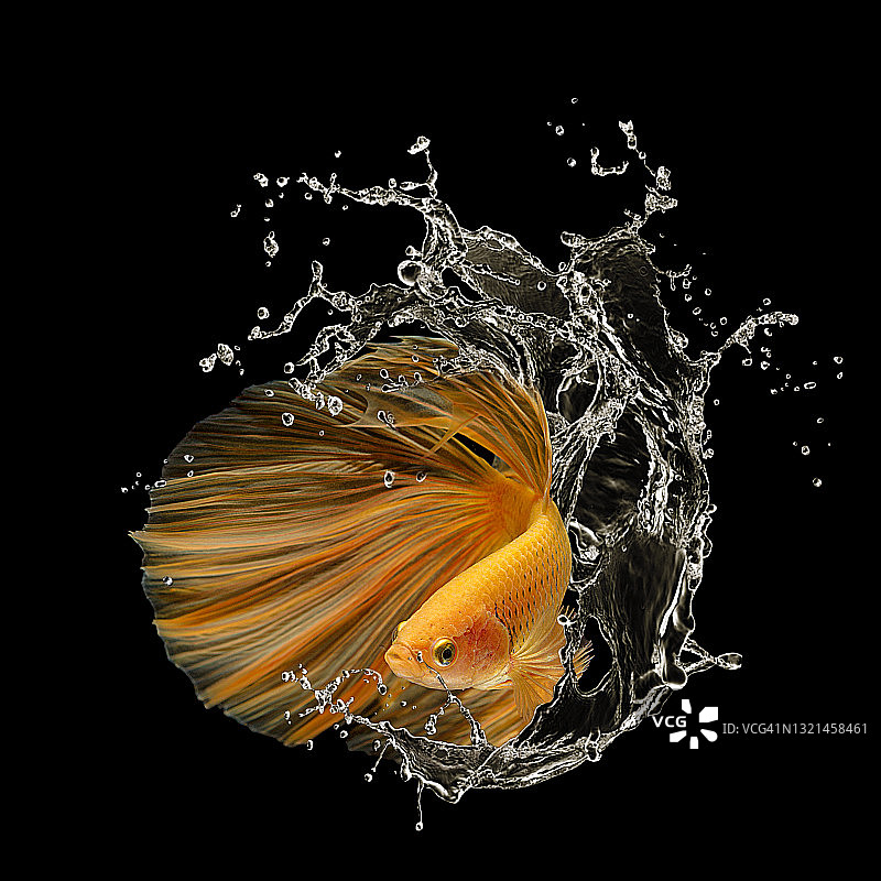 在水中飞溅的橘色斗鱼图片素材