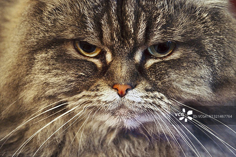 猫的本性图片素材