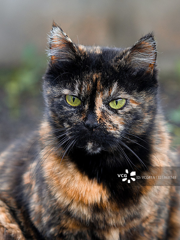 玳瑁猫的肖像图片素材