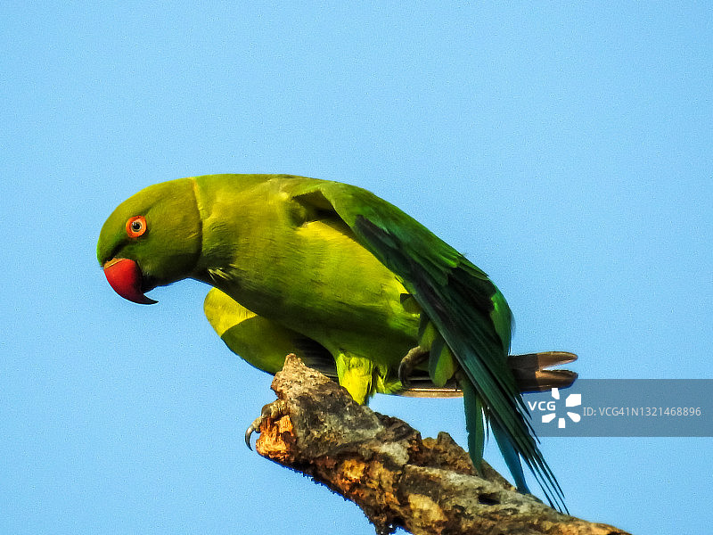 印度环颈鹦鹉图片素材