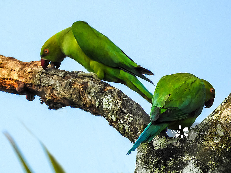 印度环颈鹦鹉图片素材