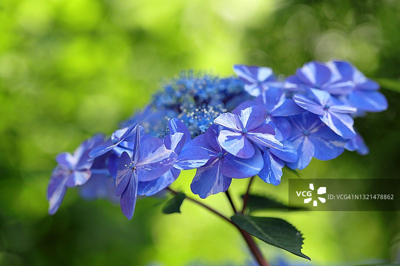 色彩独特的绣球花图片素材